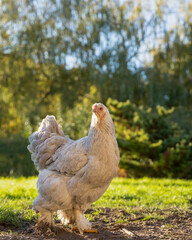 portrait d'une très belle poule de race géante, très jolie, de couleur argenté, poule brahma en extérieur dans une lumière douce d'automne