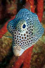 Primer plano Chap&iacute;n Pintado