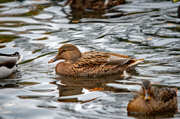 Enten auf dem Wasser