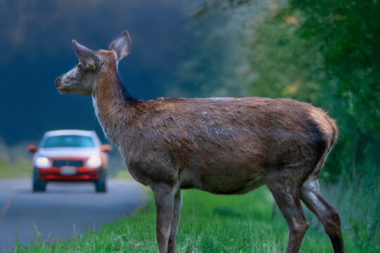 Symbolbild Gefahr durch Wildwechsel: Ein Reh steht an einer Landstra&szlig;e mit herannahendem PKW (Composing)