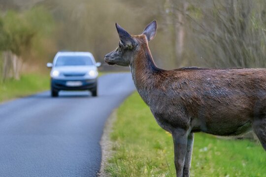 Symbolbild Gefahr durch Wildwechsel: Ein Reh steht an einer Landstra&szlig;e mit herannahendem PKW (Composing)