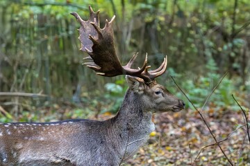 Nahaufnahme von einem Damhirsch