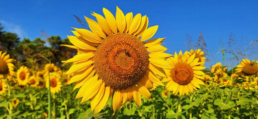 Fototapeta premium Panorama of sunflower grows in a field against a blue sky on a sunny day.