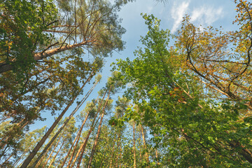 Obraz premium forest in autumn and blue sky