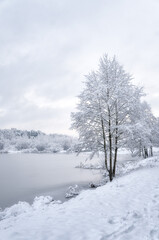 Trees covered with snow on the shore of a frozen lake, river. A cloudy winter day