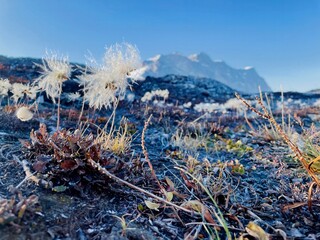 Close-Up of Arctic Cotton Grass in Greenland with Mountain Backdrop © Marianne