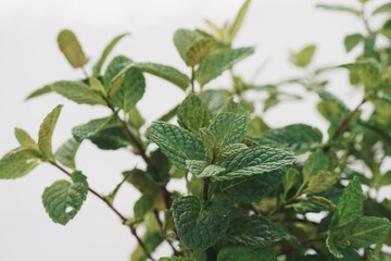 Menta piperita green leaves on white background.
