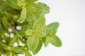 Menta piperita green leaves on white background.  © Karen Images