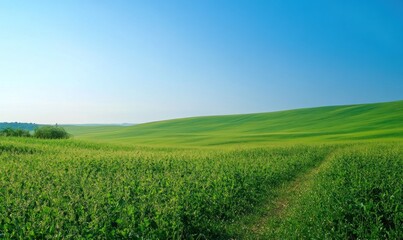Fototapeta premium Vast green field with clear blue sky in the background. Nature landscape. Countryside and farming concept. Design for poster and wallpaper.