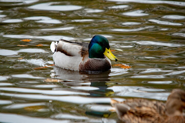 Männliche Stockente im Wasser