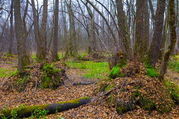 quiet wet autumn forest glade in mist © Yuriy Kulik