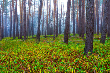 quiet wet autumn forest glade in mist