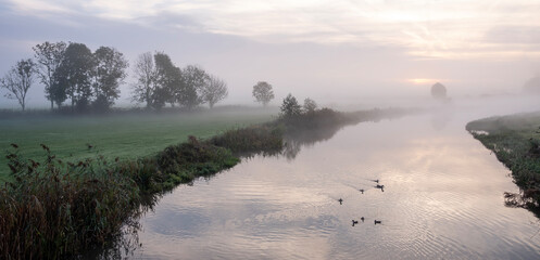 young geese in water of kromme rijn in dutch province of utrecht