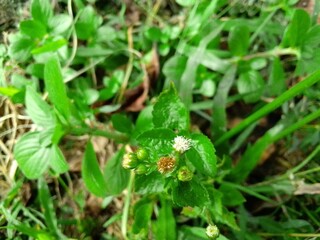 Village Beautiful Scenery - Paddy Field, Village Jungle Flowers, Village Evening, Fruit Tree Garden, Village Sunset, Village River