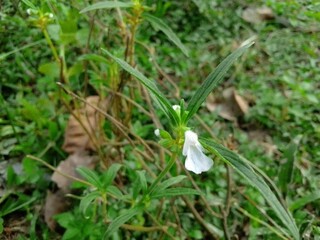 Village Beautiful Scenery - Paddy Field, Village Jungle Flowers, Village Evening, Fruit Tree Garden, Village Sunset, Village River