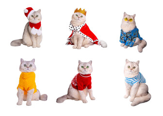 A set of fashionable white cats in cute outfits showing off different styles and accessories.