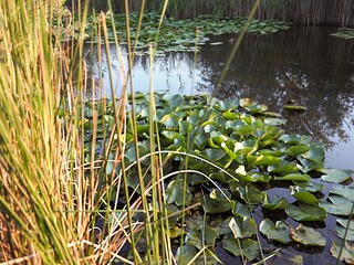 reeds in the water