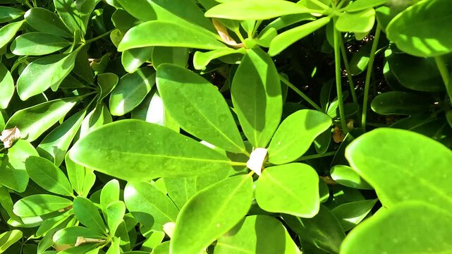 Lush Greenery in Hong Kong Garden