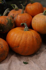 pumpkin on the ground