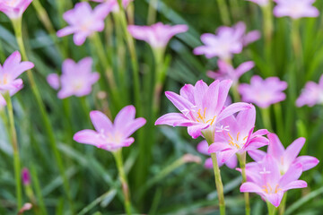 Fototapeta premium Ornamental plant with pink petals, Zephyranthes carinata. Autumn Zephyrlily, pink rain lily, rosepink zephyr lily