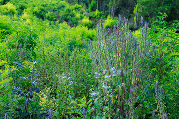 A lush green field with a variety of plants and flowers