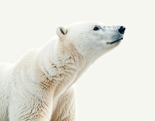 Majestic polar bear in profile against white background