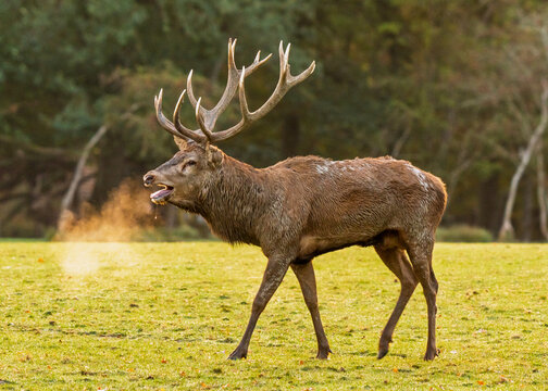 Cerf en p&eacute;riode brame, sortant de sa gueule de la bu&eacute;e? grand cerf avec bois sur sa t&ecirc;te dans un &eacute;norme parc 