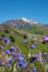 Endemic flower species in Turkey. Colorful flowers in the Tunceli mountains. Colorful mountain flowers. Wildflowers blooming in spring. Tchihatchewia isatidea, the only species in its genus. Türkiye.
