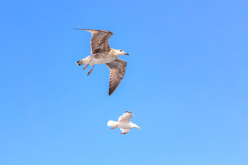 Two seagulls flying in the sky, one of them is flying higher than the other