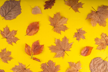 Fototapeta premium Minimal sparse autumn background with fall leaves