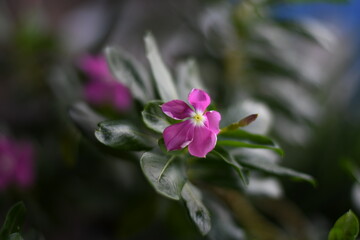 Close-up view of purple madagascar periwinkle, The scientific name is Catharanthus roseus, purple periwinkle flower closeup, Cape Periwinkle, Graveyard plant, Madagascar Periwinkle
