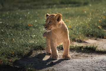 Little lion. A cute lion cub stands on the grass and looks away.