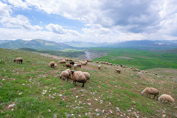 Sheep grazing in a green meadow. Small livestock farming in the plateaus. Livestock farming in the...