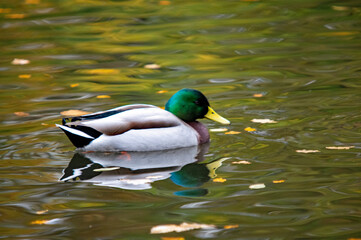 Männliche Stockente auf glitzerndem Wasser