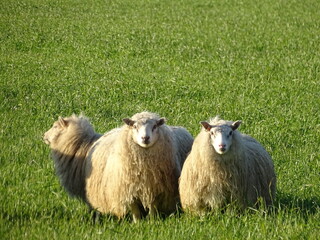 Naklejka premium sheep and lambs