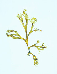 Pressed seaweed specimens. Seaweed Specimens © POSMGUYS