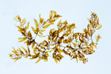 Pressed seaweed specimens. Seaweed Specimens © POSMGUYS
