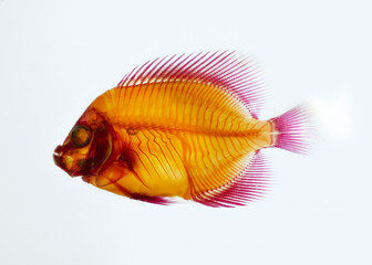 Transparent fish. Diaphonized Fish or Diaphonized Specimens Coasters. Cleared and stained specimens...