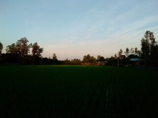 Village Beautiful Scenery - Paddy Field, Village Jungle Flowers, Village Evening, Fruit Tree Garden, Village Sunset, Village River