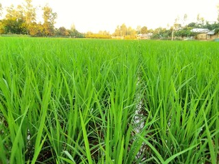 Village Beautiful Scenery - Paddy Field, Village Jungle Flowers, Village Evening, Fruit Tree Garden, Village Sunset, Village River