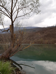 Tree on the river