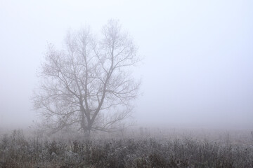 A lonely lonely tree by the road in the thick morning fog. Autumn morning, thick fog on a cloudy day.