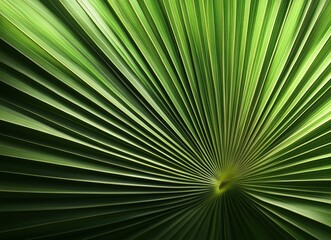 Fototapeta premium A close-up shot of a vibrant green palm leaf with a natural radial pattern.