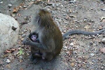 Mother monkey breastfeeding baby monkey 