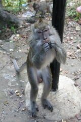 Brown and grey monkey standing up and eating