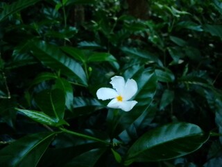 Village Beautiful Scenery - Paddy Field, Village Jungle Flowers, Village Evening, Fruit Tree Garden, Village Sunset, Village River