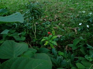 Village Beautiful Scenery - Paddy Field, Village Jungle Flowers, Village Evening, Fruit Tree Garden, Village Sunset, Village River