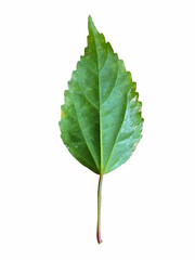 isolated on the back of the Snowflake Hibiscus leaves. The leaves have sparse white spots. The edges of the leaves are serrated into a sawtooth pattern.