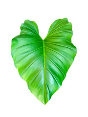 Isolated elephant ear philodendron leaves on a white background have large, heart shaped, thick, dark green leaves. © Aoy_Charin