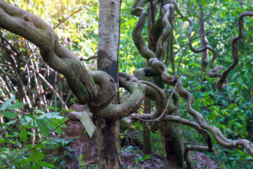 Bauhinia scandens is a hard vine that often grows far and wide across the canopy of other trees. The old vine is hard, tough, flat, and curves back and forth in regular waves. Looks like a staircase